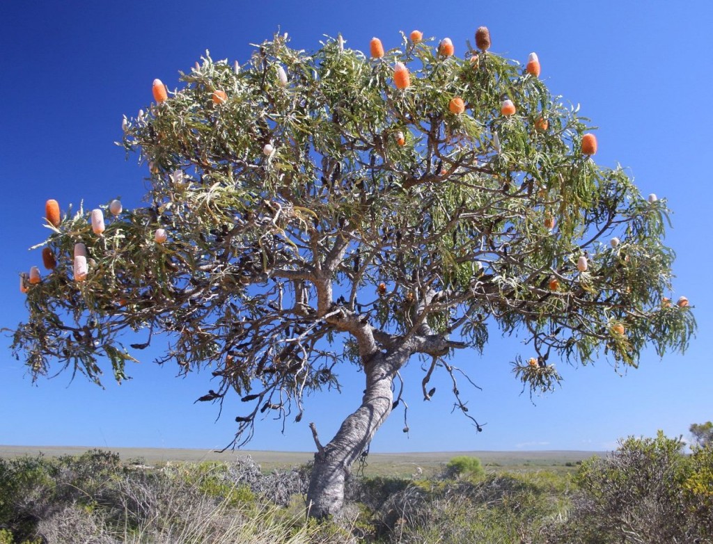 arbre banksia grandis